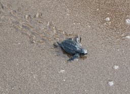 Velas Turtle Festival 2027 Guide