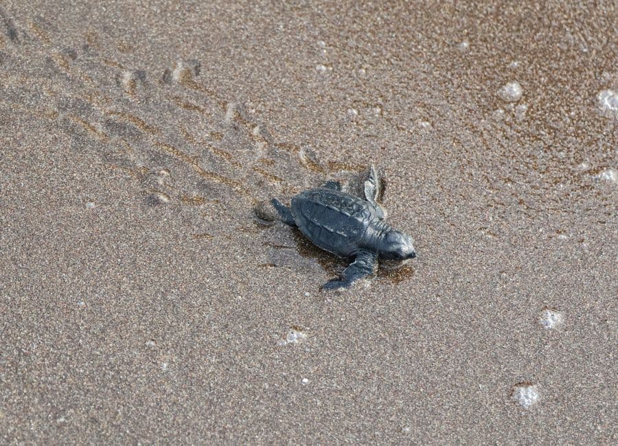 Velas Turtle Festival 2027 Guide