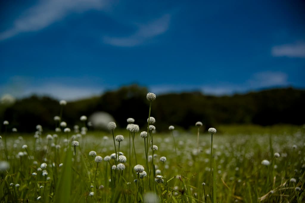 Kaas Plateau Trip